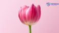 Na grafice znajduje się tulipan na różowym tle. 