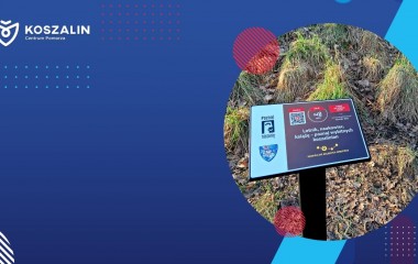 grafika ws. aplikacji poznaj Koszalin